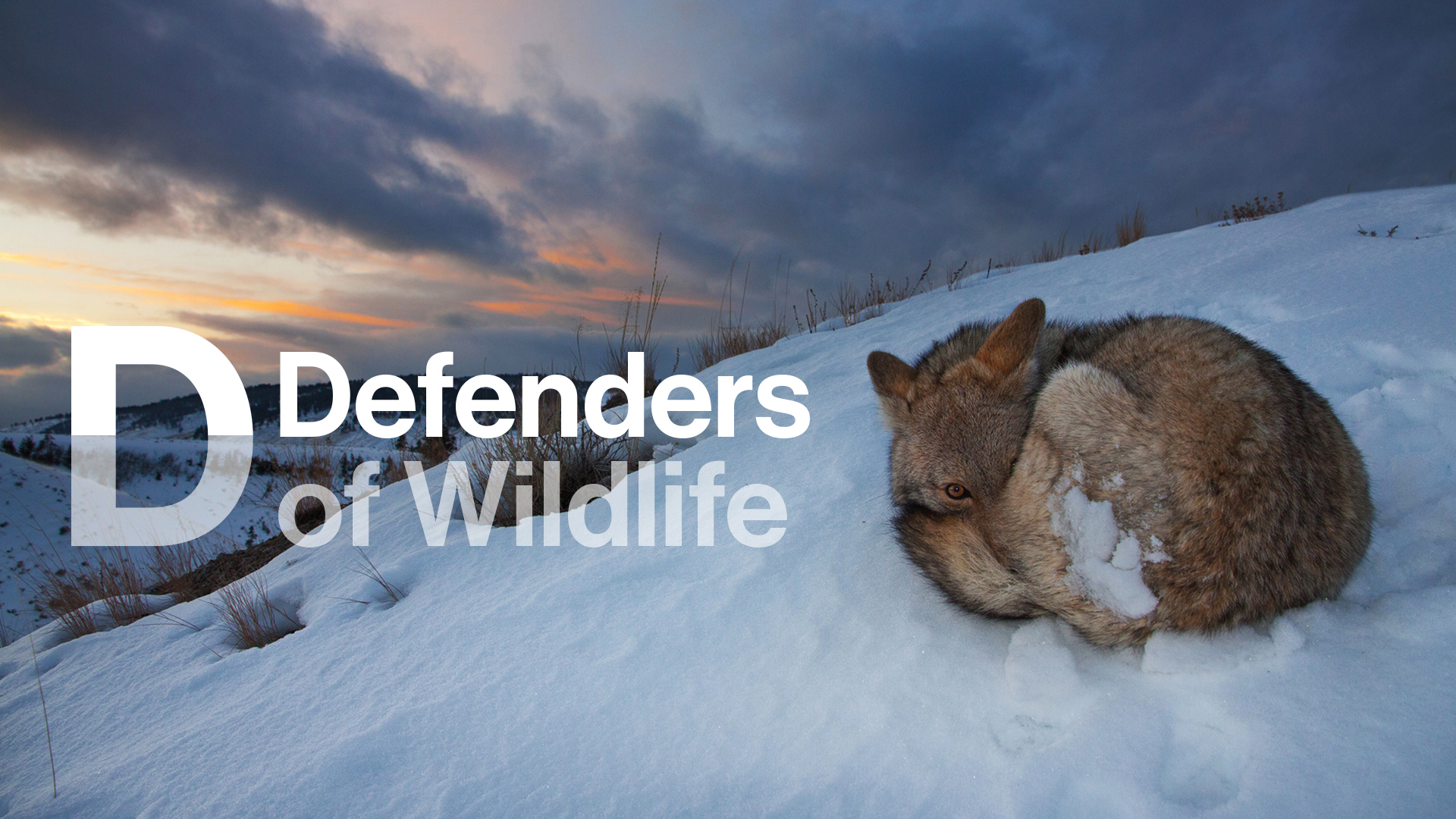 Defenders of Wildlife Rebrand